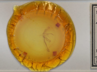 slide view of adult Trichoplusia ni