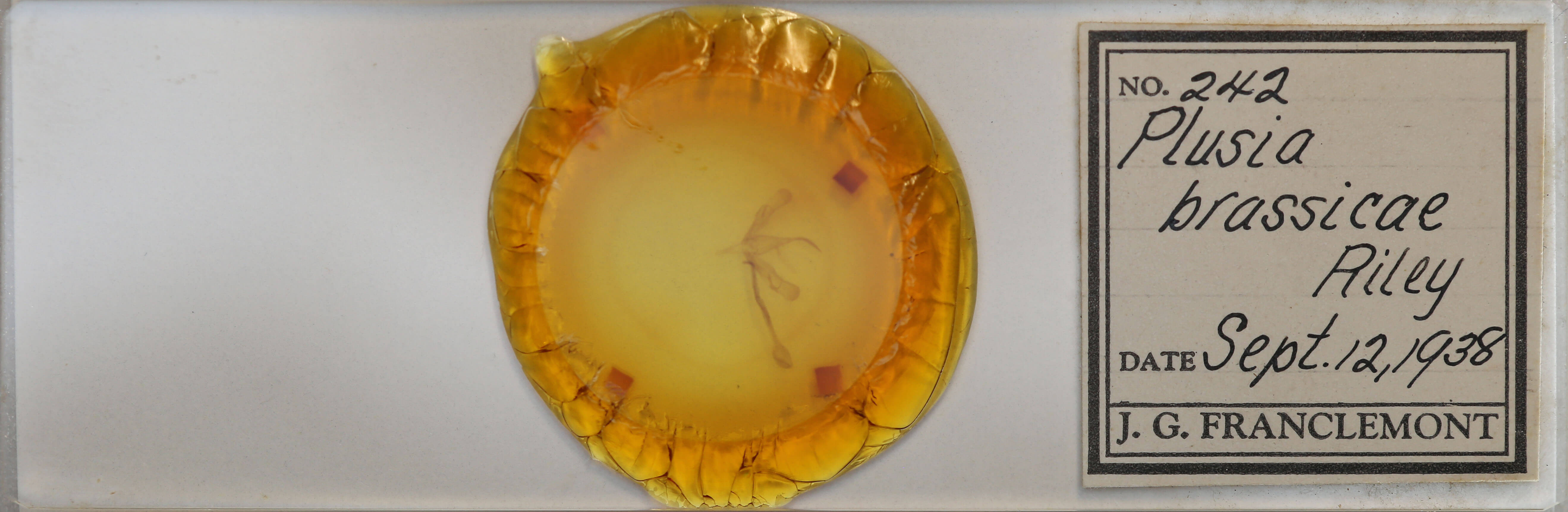 slide view of adult Trichoplusia ni