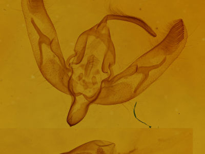 genitalia view of adult Trichosilia geniculata