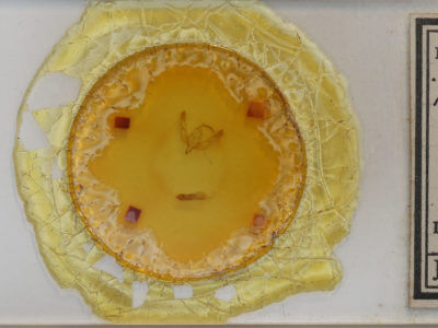 slide view of adult Trichosilia geniculata