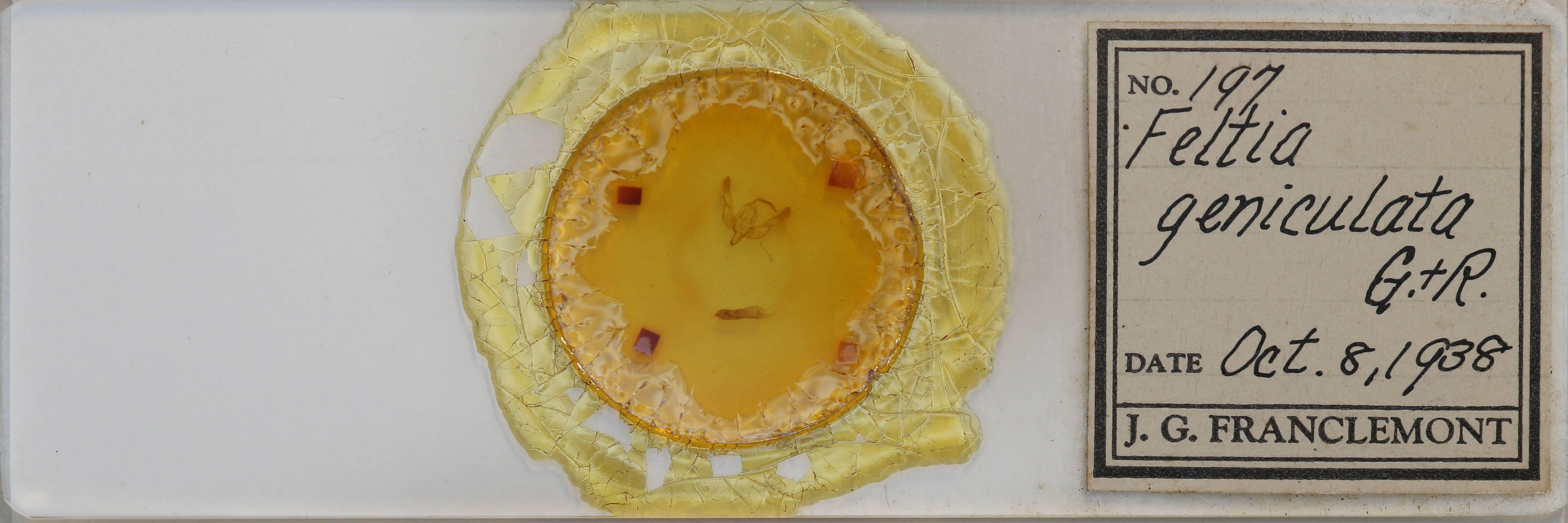 slide view of adult Trichosilia geniculata