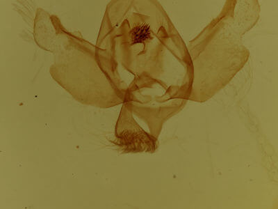 genitalia view of adult  Xanthorhoe gynandrata