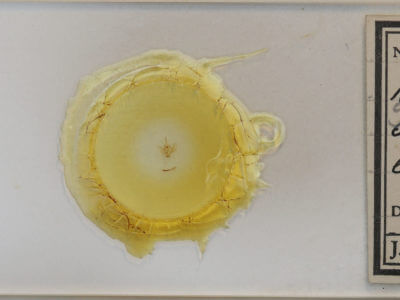 slide view of adult  Xanthorhoe gynandrata