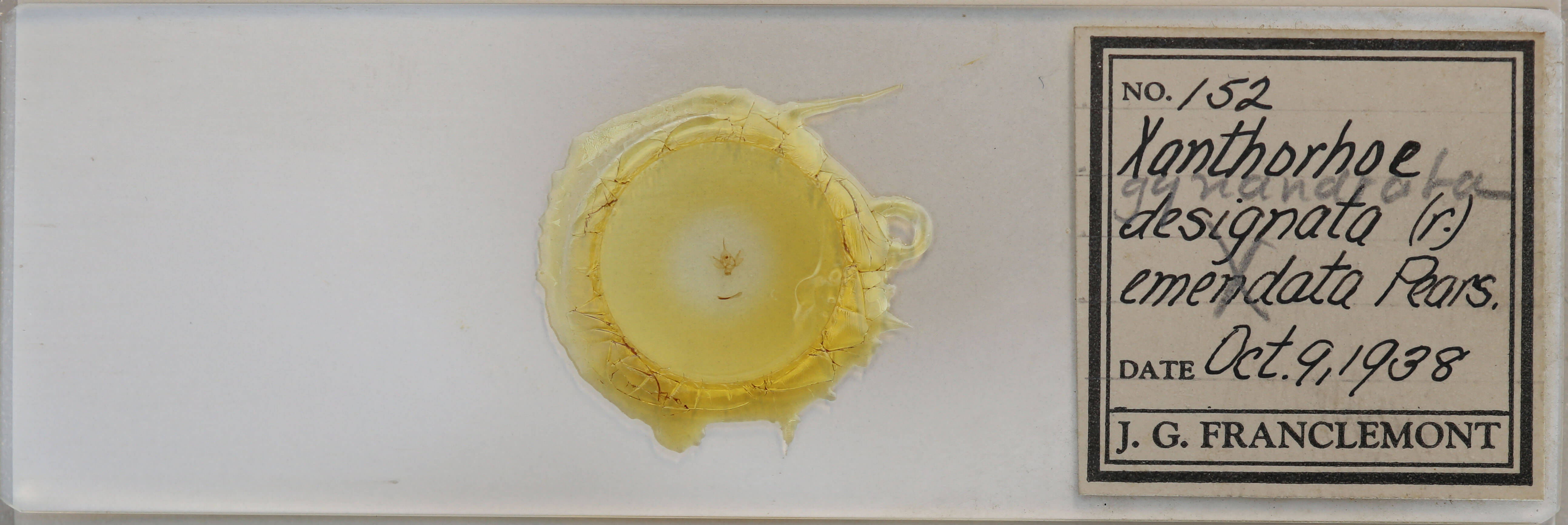 slide view of adult  Xanthorhoe gynandrata