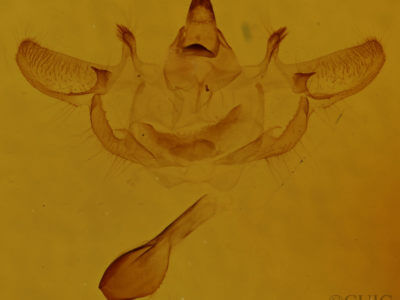 genitalia view of adult Xanthotype sospeta