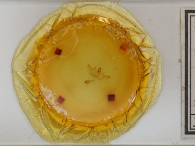 slide view of adult Xanthotype sospeta