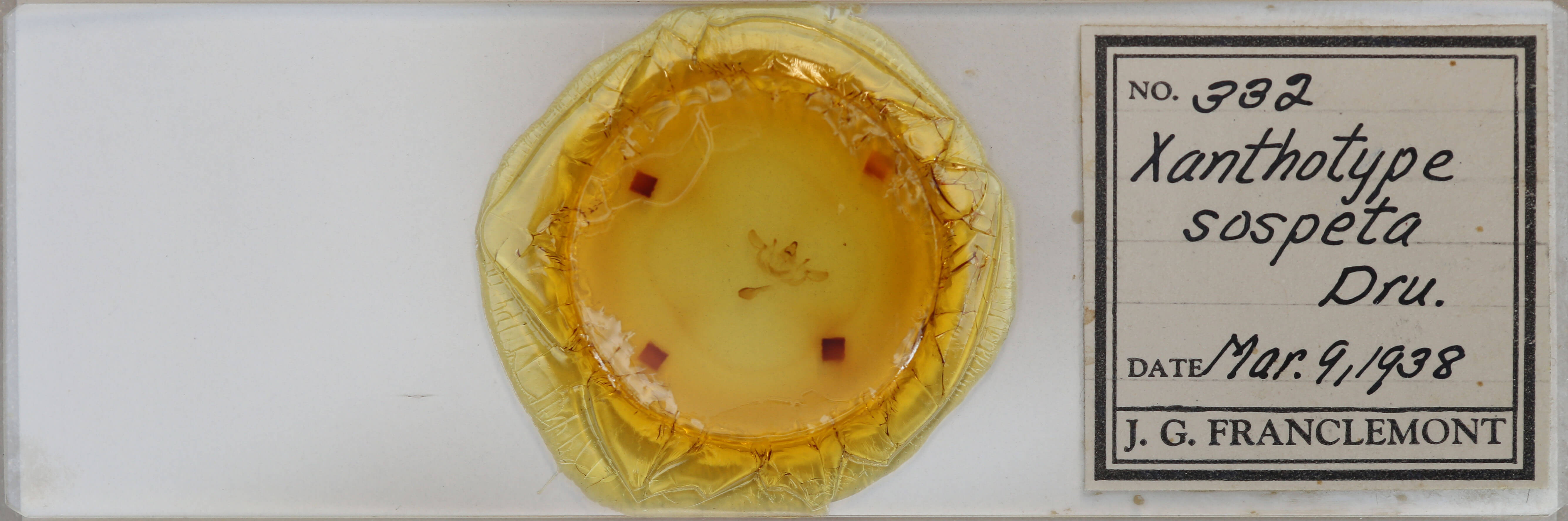 slide view of adult Xanthotype sospeta