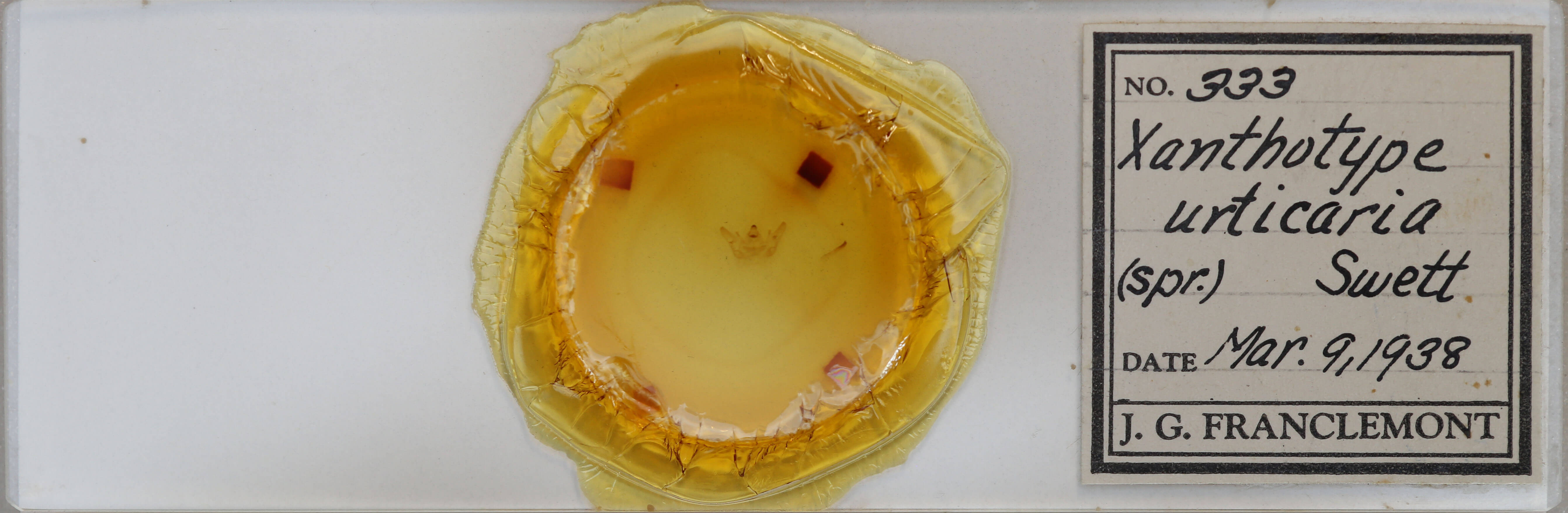 slide view of adult Xanthotype urticaria