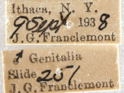 label view of adult Xestia badinodis