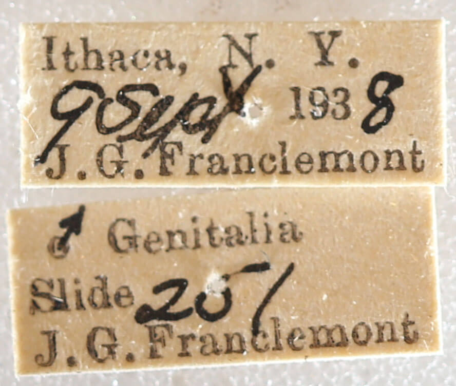 label view of adult Xestia badinodis