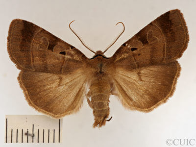 dorsal view of adult Xestia badinodis
