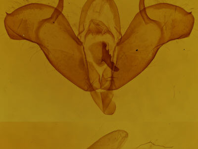 genitalia view of adult Xestia badinodis