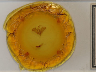 slide view of adult Xestia badinodis