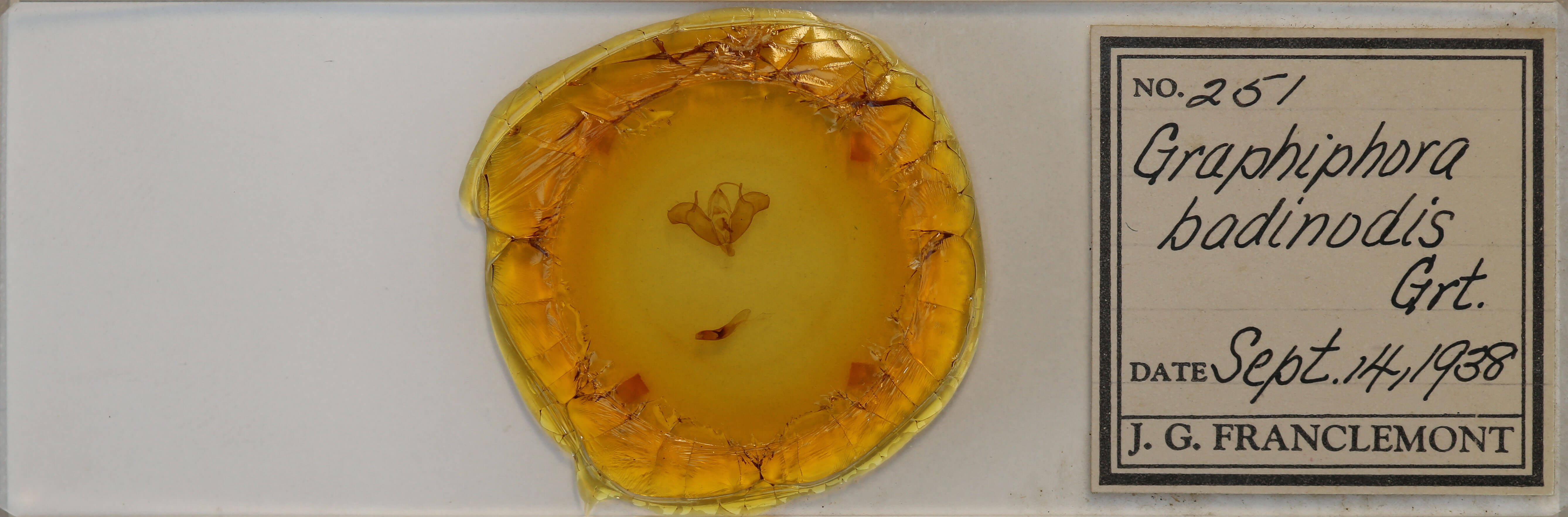 slide view of adult Xestia badinodis