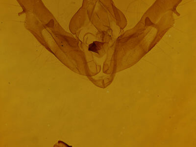 genitalia view of adult Xestia normaniana