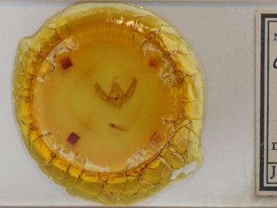 slide view of adult Xestia normaniana