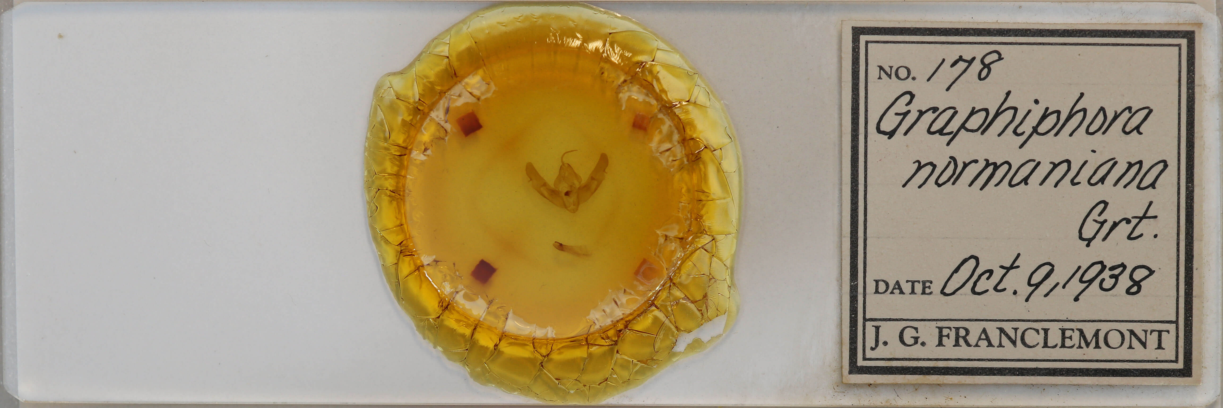 slide view of adult Xestia normaniana