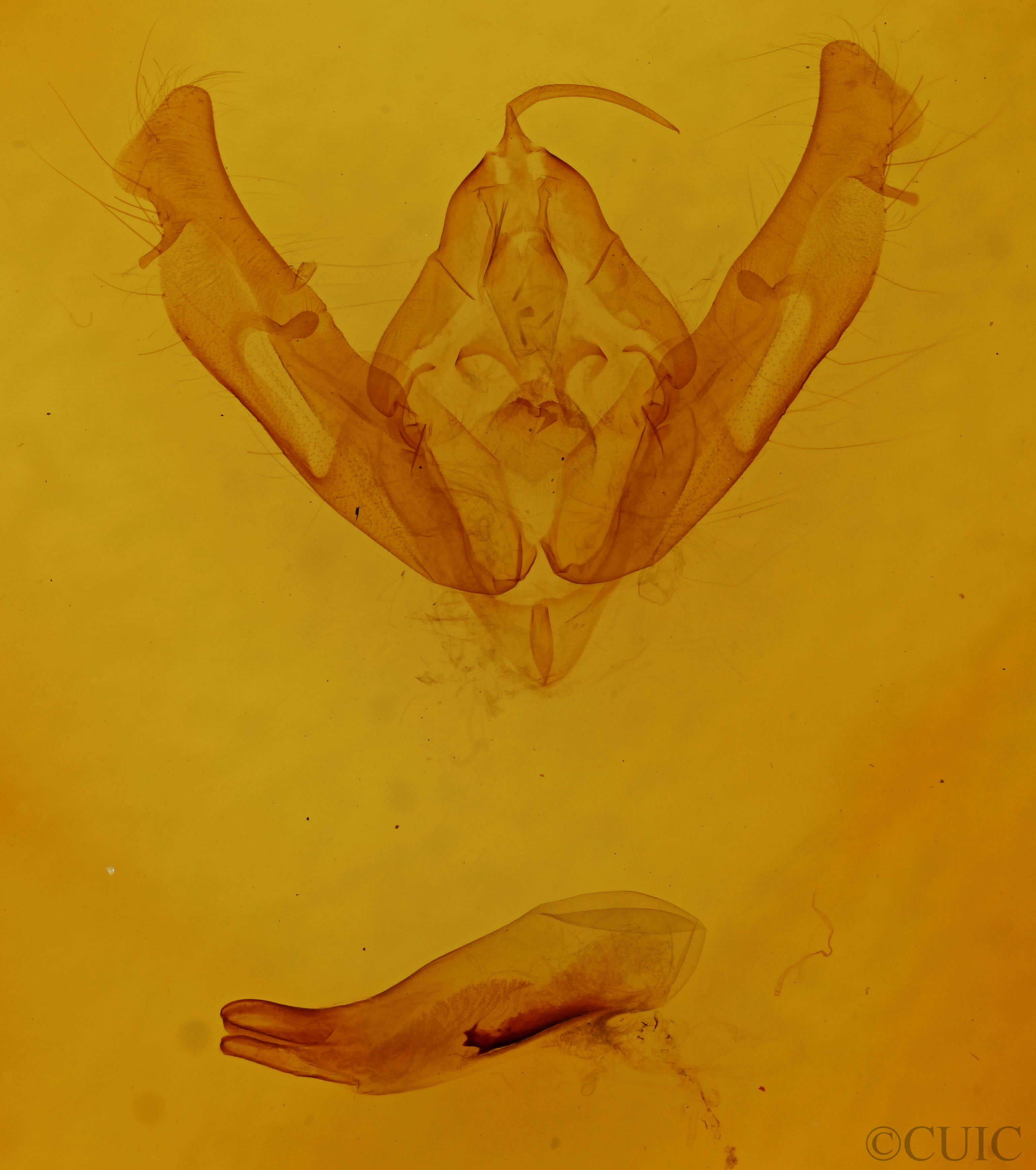 genitalia view of adult Xestia smithi
