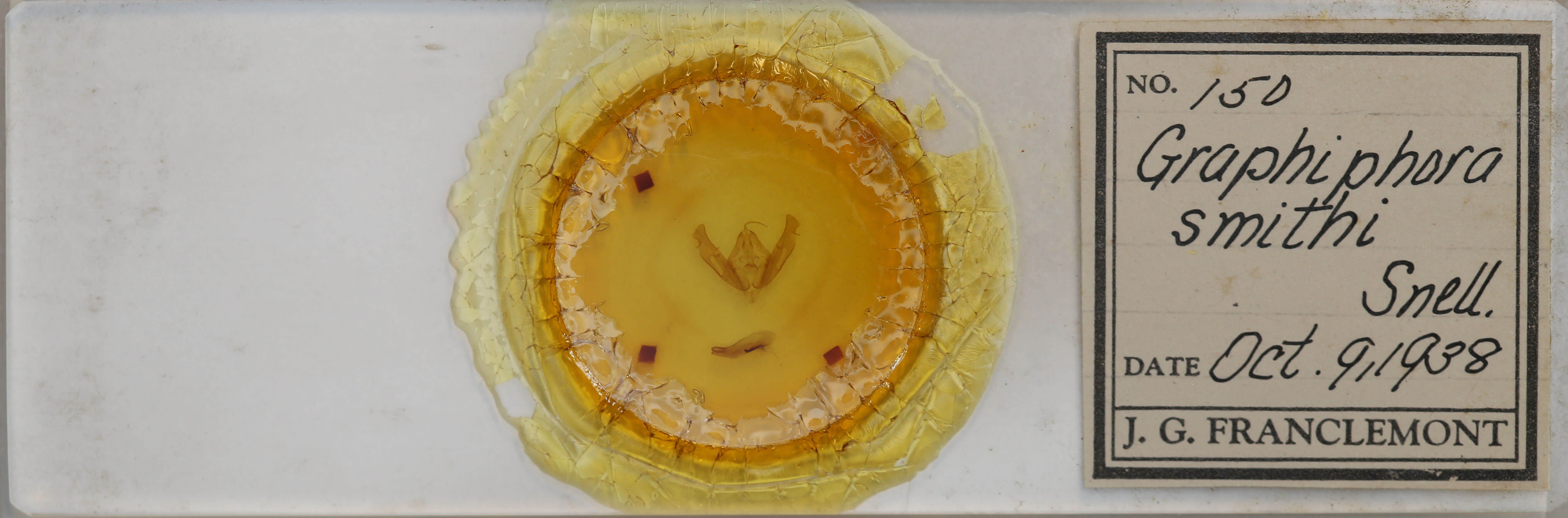 slide view of adult Xestia smithi