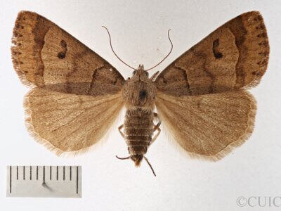 dorsal view of adult Phoberia atomaris