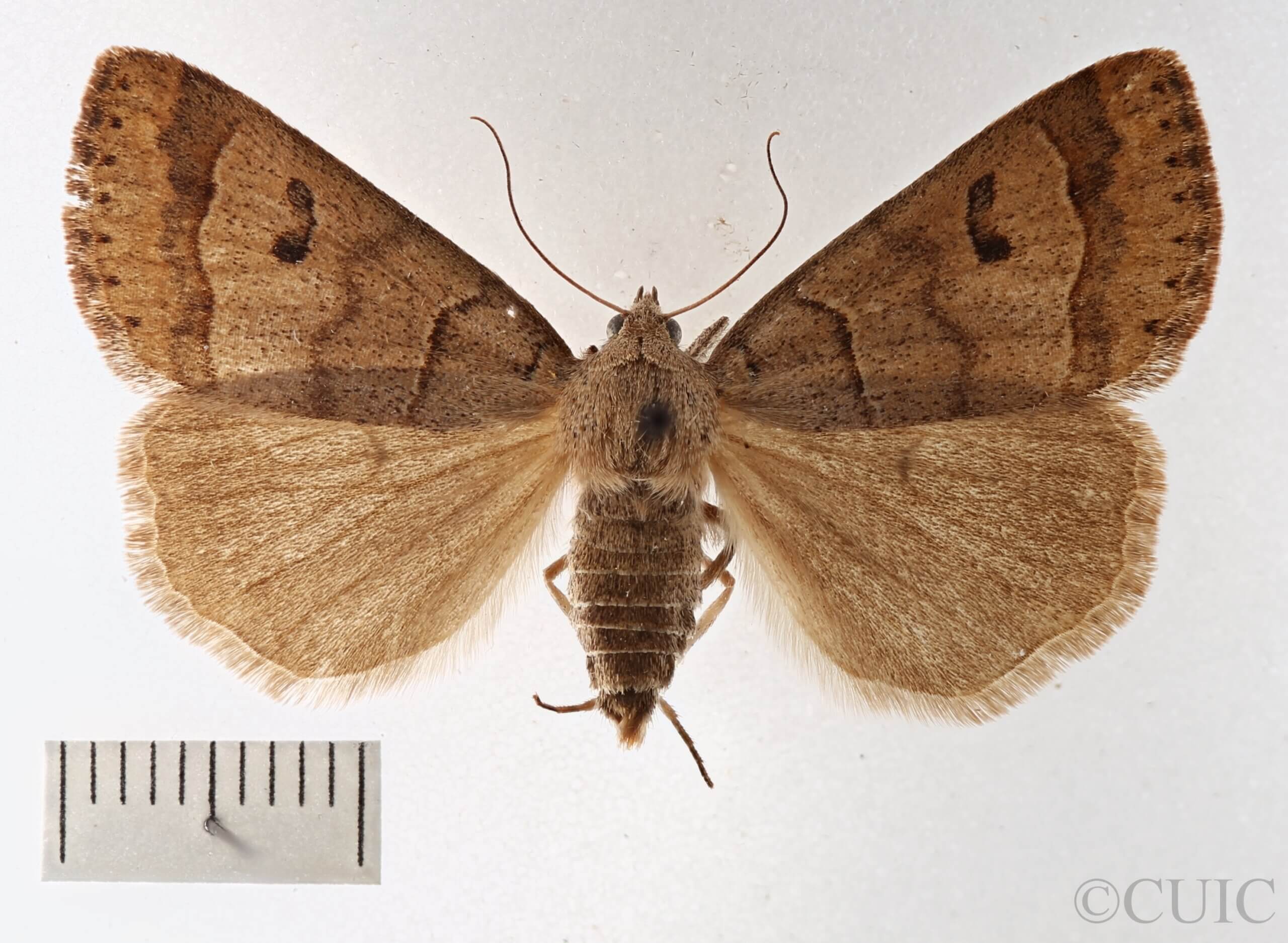 dorsal view of adult Phoberia atomaris