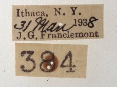 label view of adult Phoberia atomaris