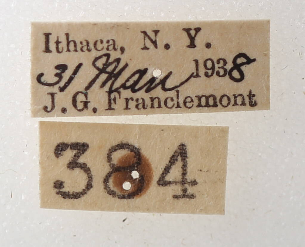 label view of adult Phoberia atomaris