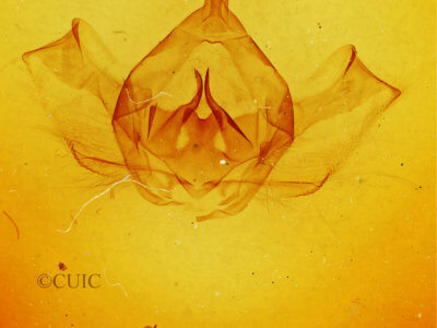 genitalia view of adult Gluphisia lintneri