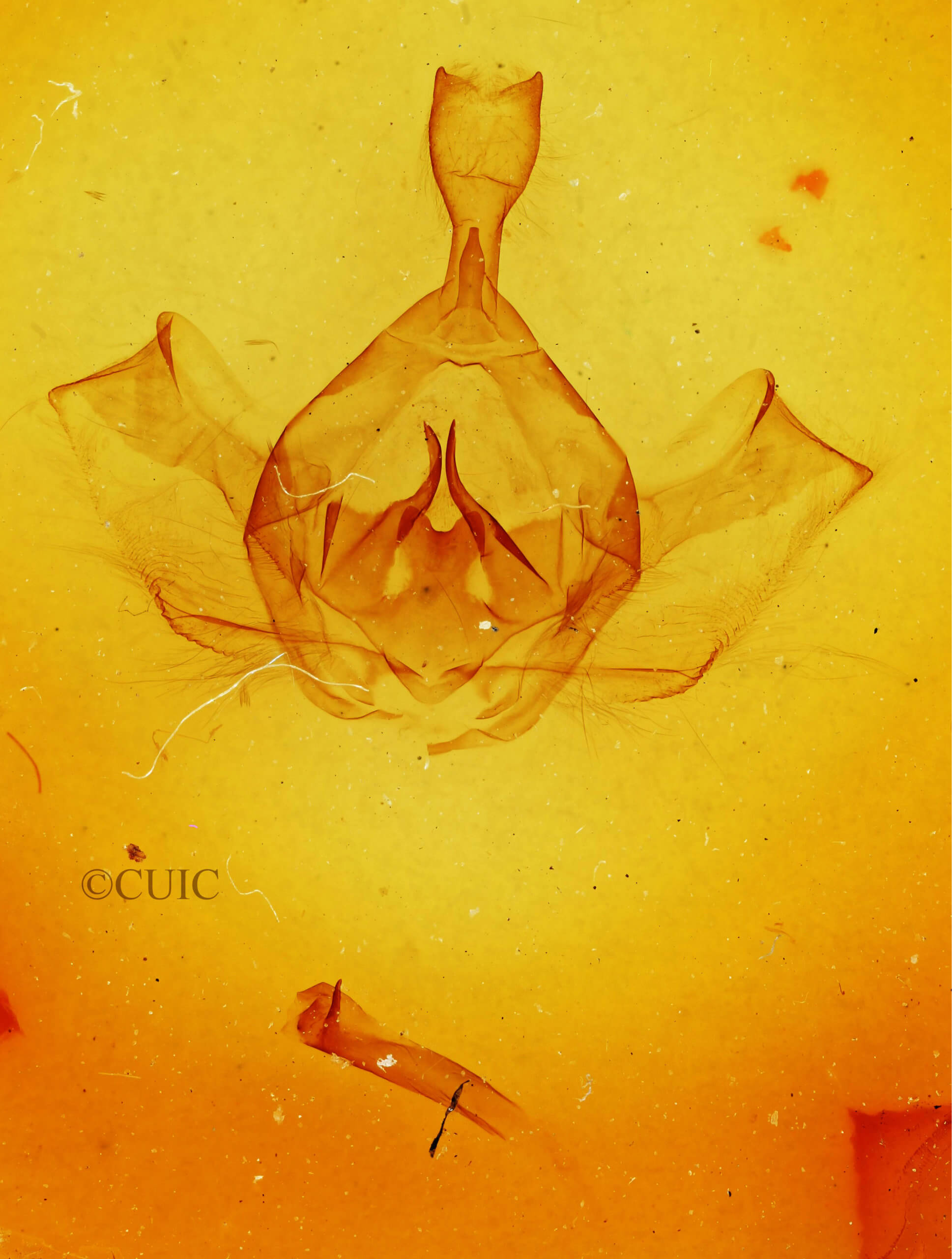 genitalia view of adult Gluphisia lintneri