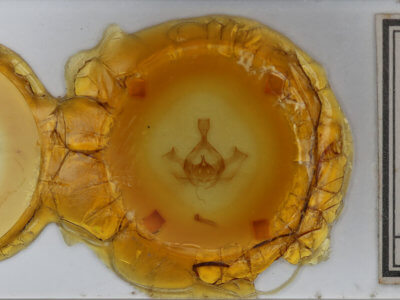 slide view of adult Gluphisia lintneri