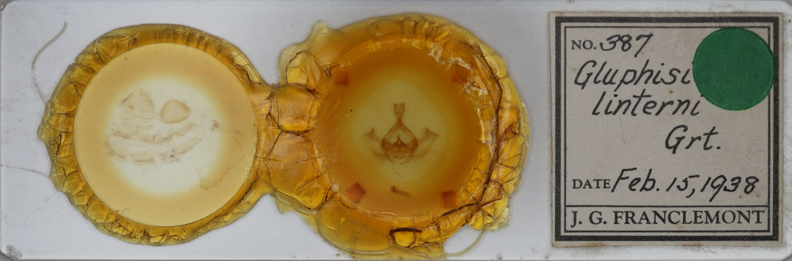 slide view of adult Gluphisia lintneri