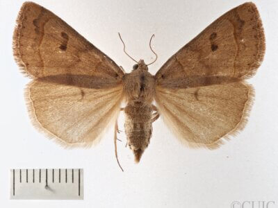 dorsal view of adult Phoberia atomaris