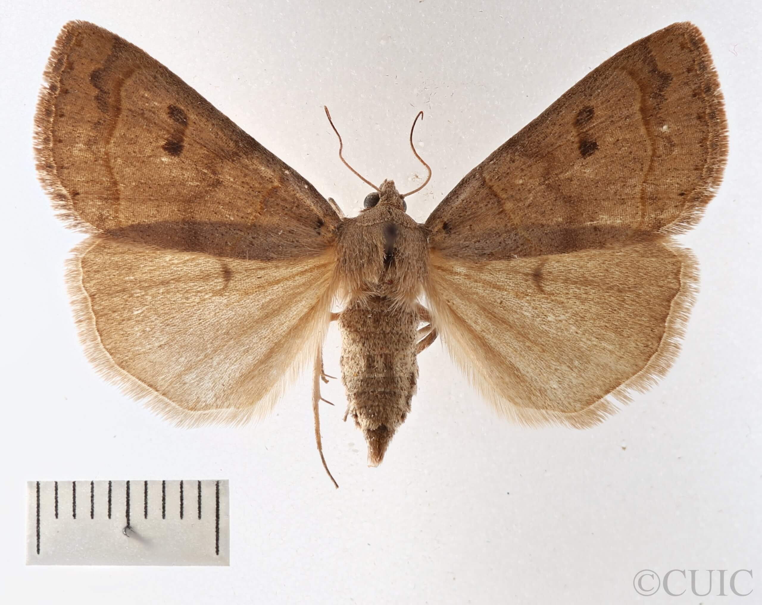 dorsal view of adult Phoberia atomaris