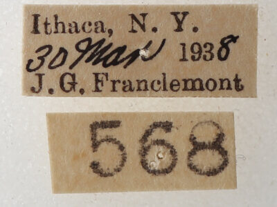 label view of adult Phoberia atomaris