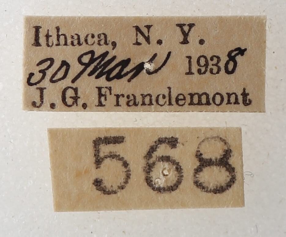 label view of adult Phoberia atomaris