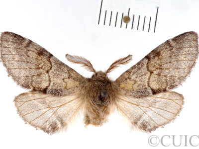dorsal view of adult Gluphisia lintneri