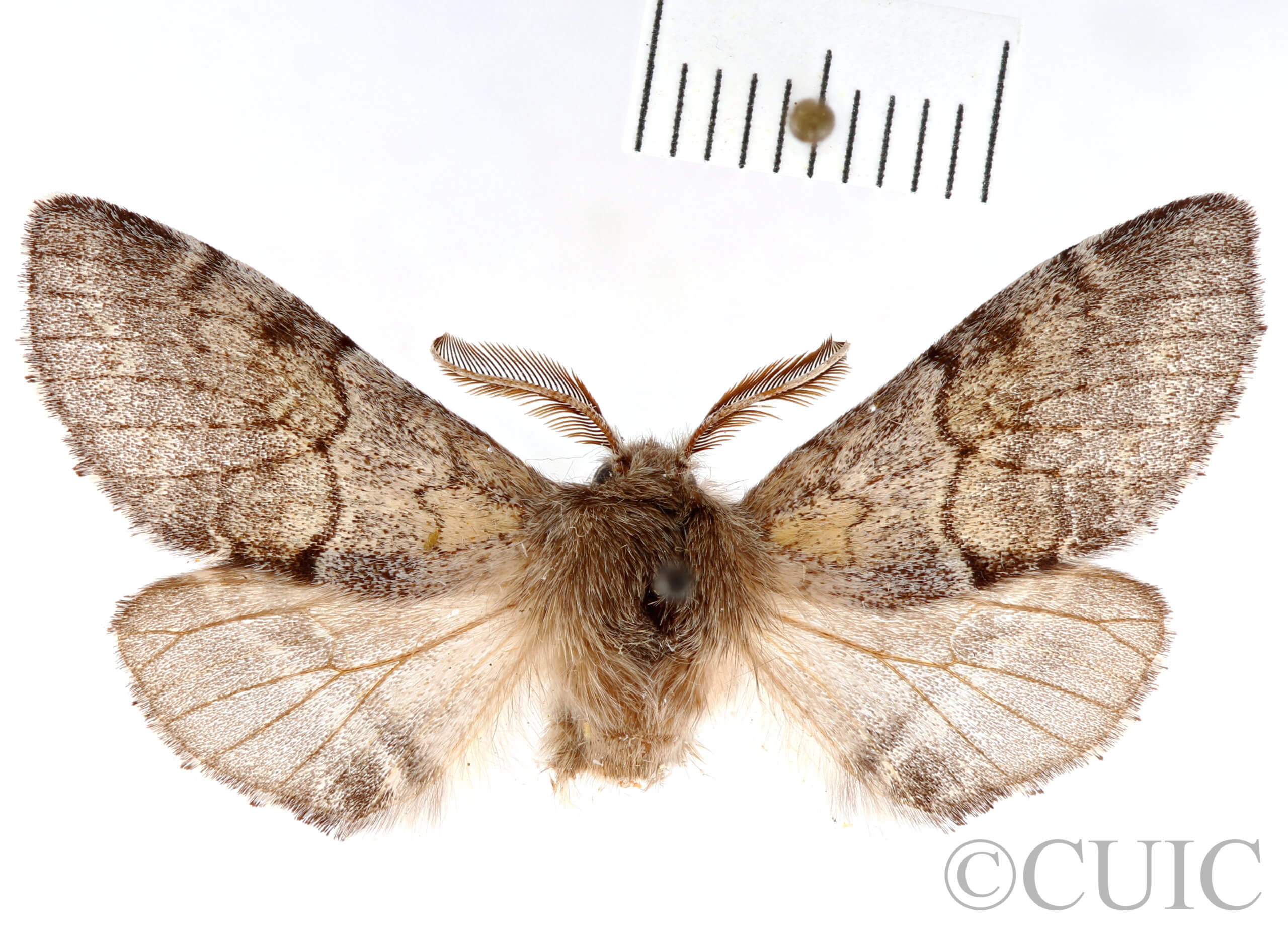 dorsal view of adult Gluphisia lintneri