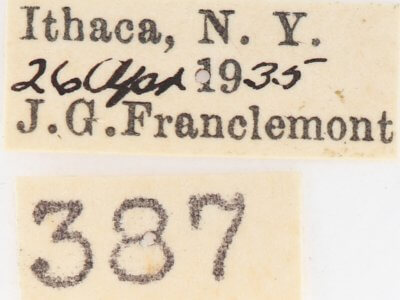 label view of adult Gluphisia lintneri