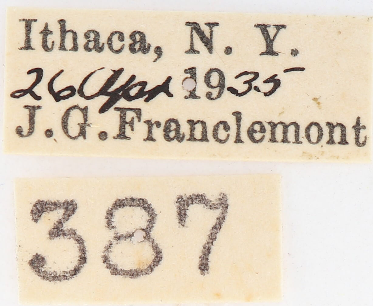 label view of adult Gluphisia lintneri