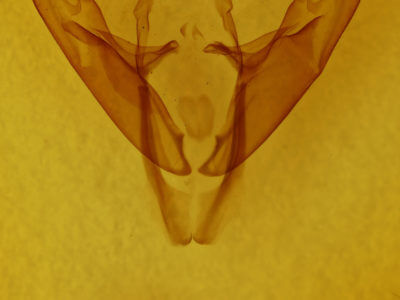 genitalia view of adult Abagrotis alternata