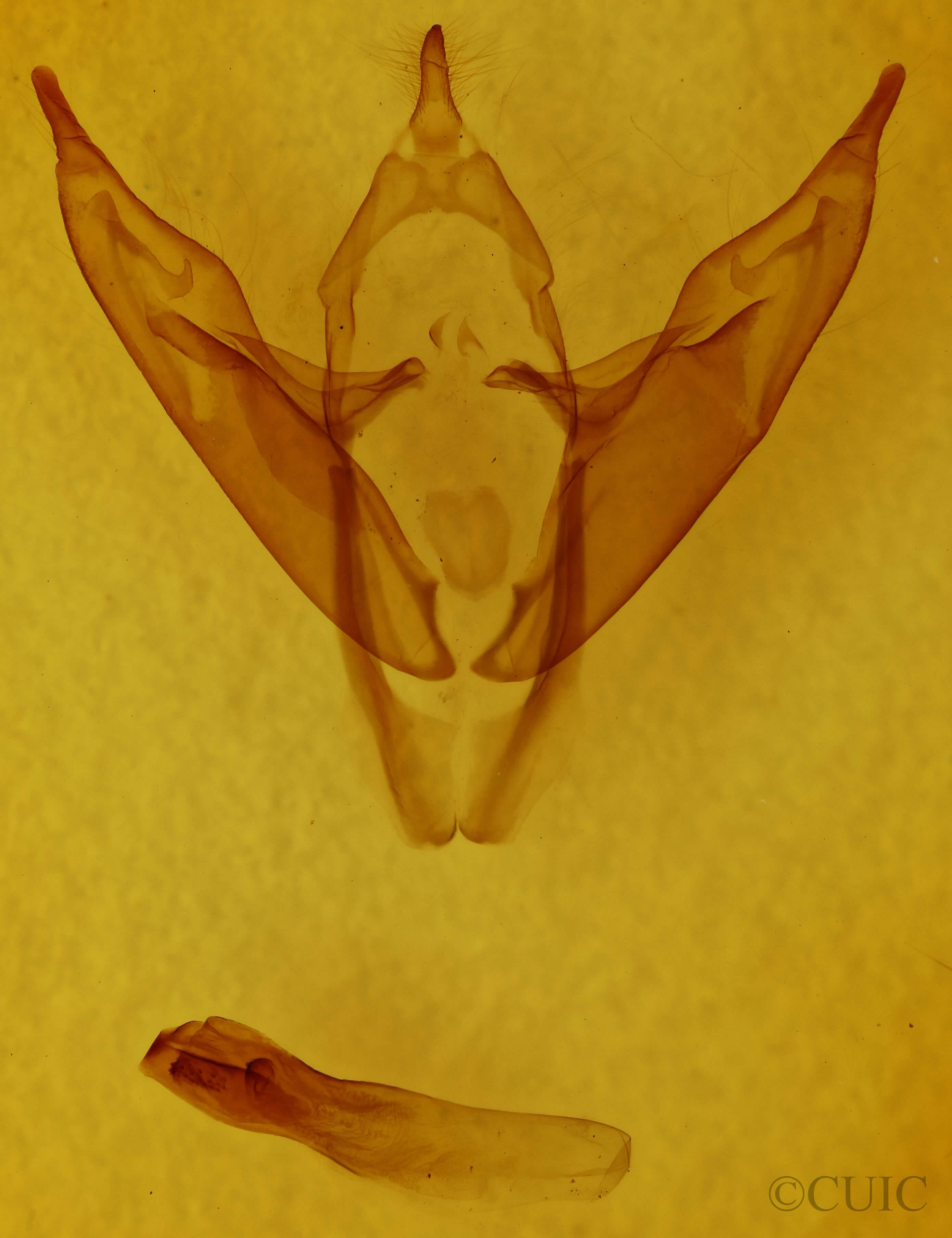 genitalia view of adult Abagrotis alternata