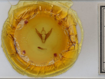 slide view of adult Abagrotis alternata