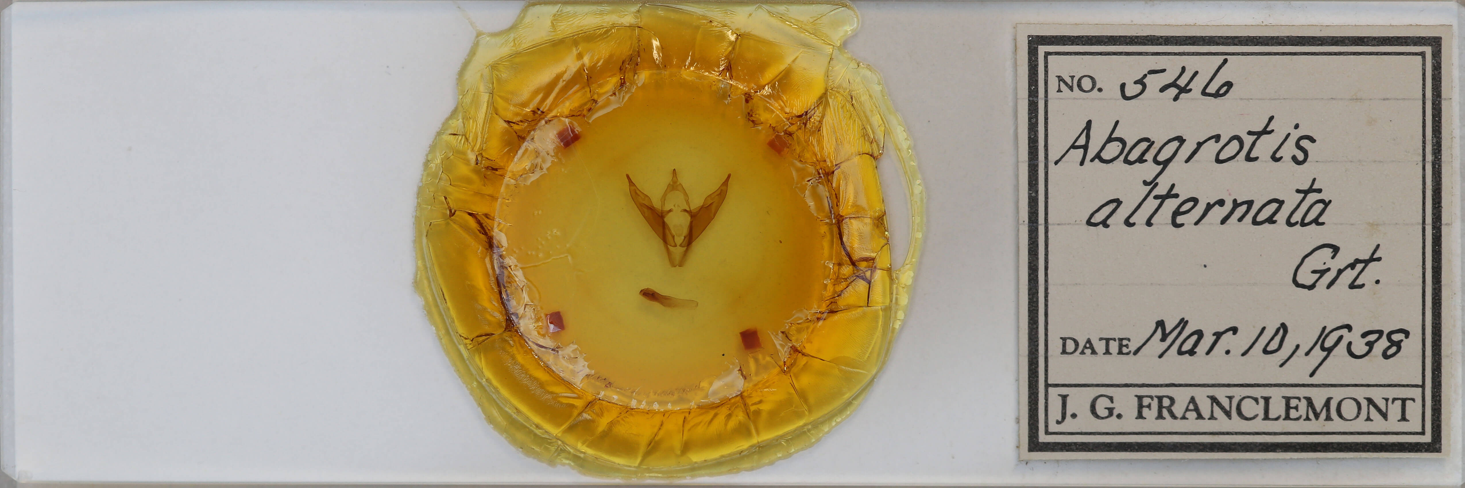 slide view of adult Abagrotis alternata