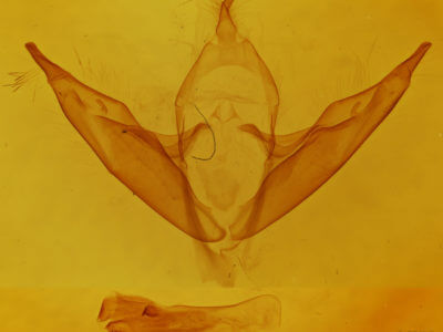 genitalia view of adult Abagrotis alternata