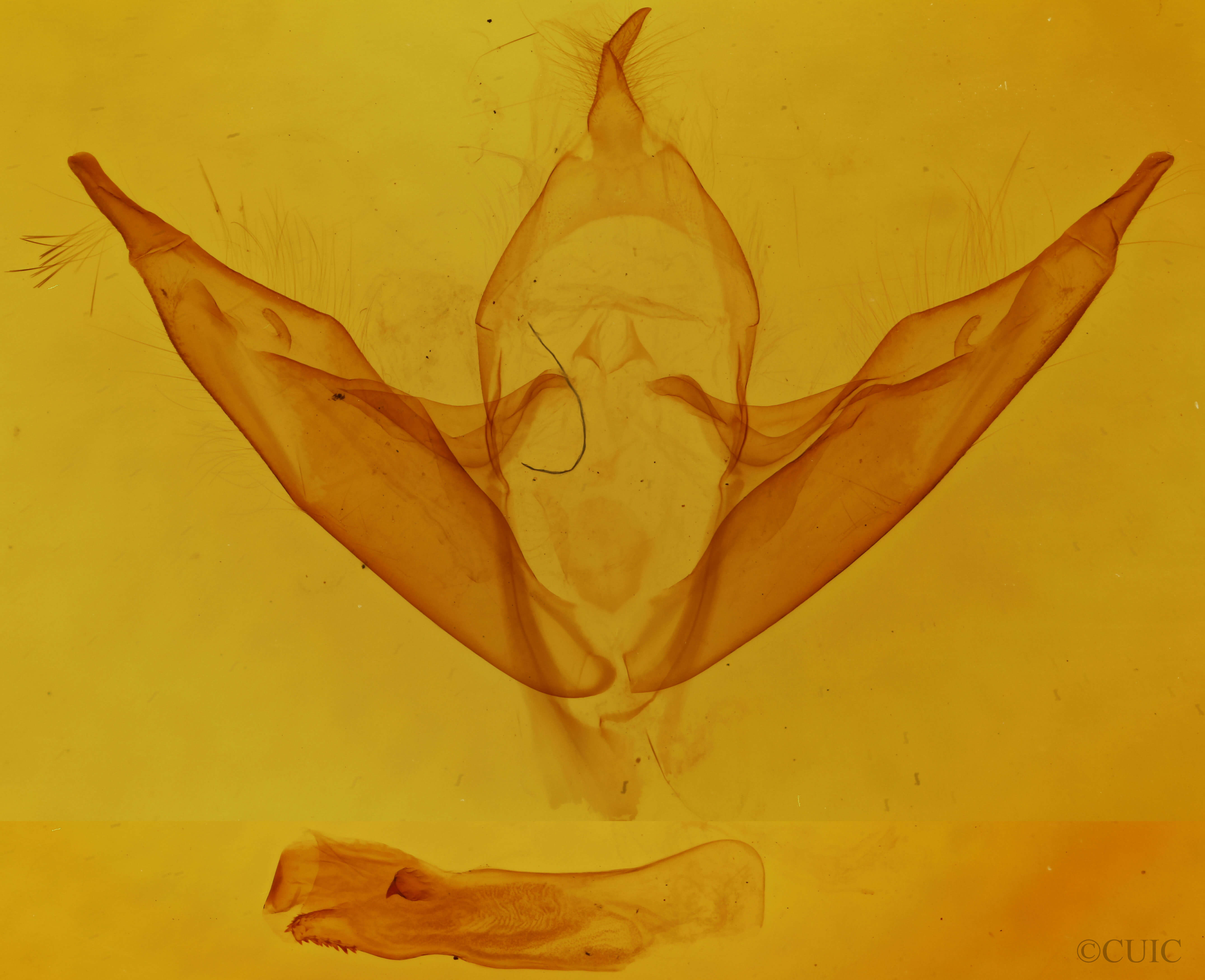 genitalia view of adult Abagrotis alternata