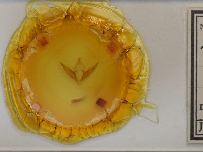 slide view of adult Abagrotis alternata