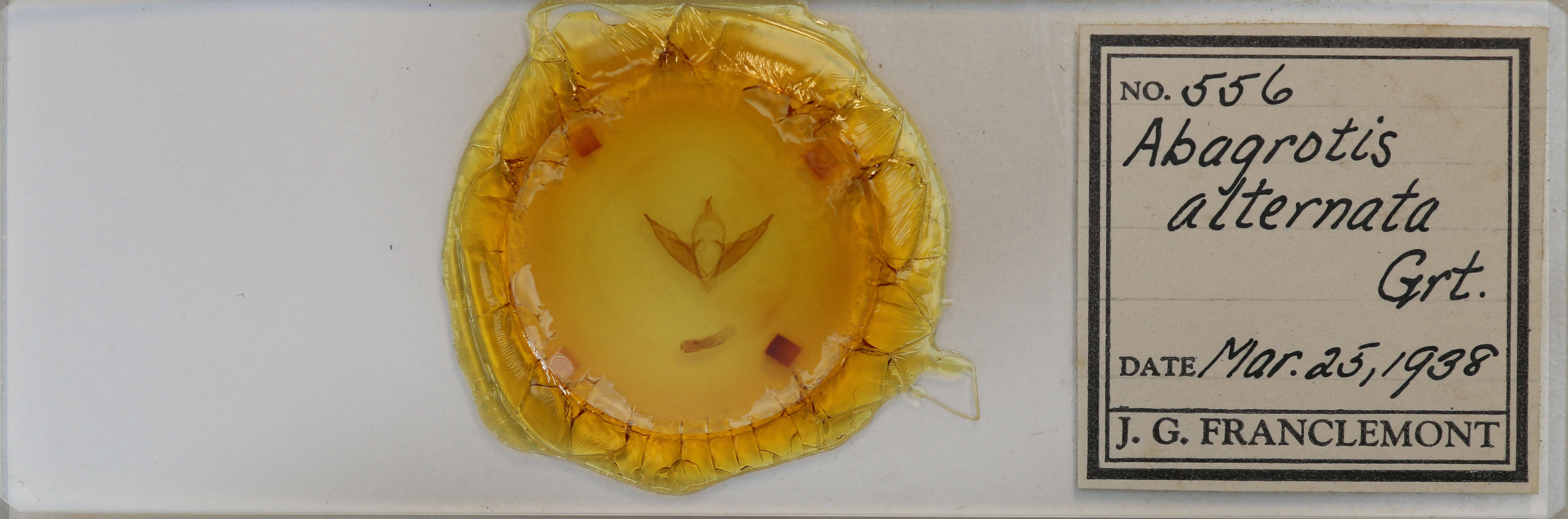 slide view of adult Abagrotis alternata