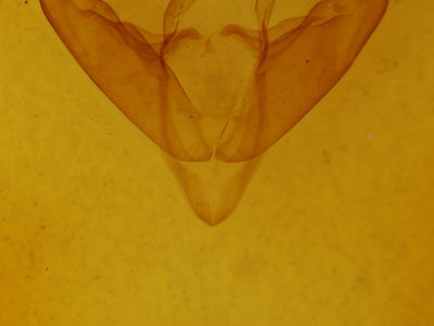 genitalia view of adult Abagrotis alternata
