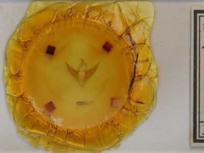 slide view of adult Abagrotis alternata