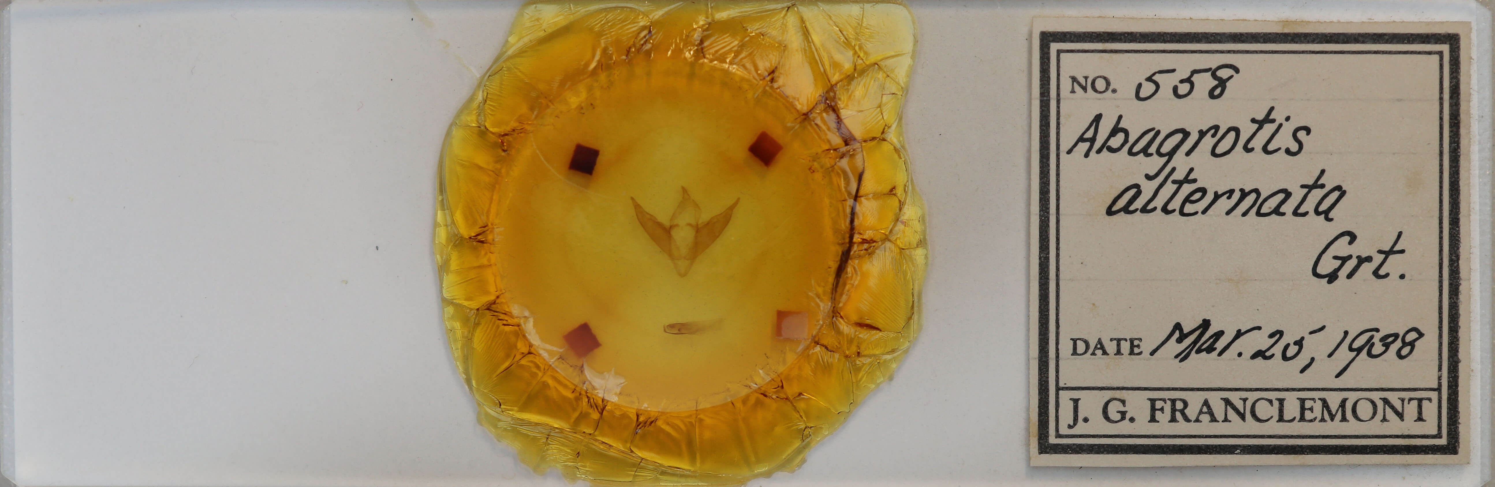 slide view of adult Abagrotis alternata